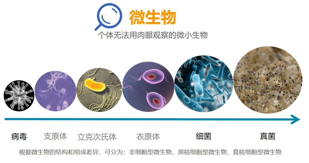 感染性疾病——为何可以稳居世界第二大疾病死因？