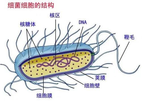 美格医学堂| 细菌感染的危险？预防方法与治疗措施？(干货版)