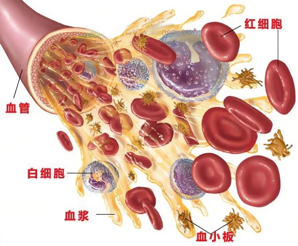 美格医学堂| 菌血症、毒血症、败血症以及脓毒血症，有何区别？