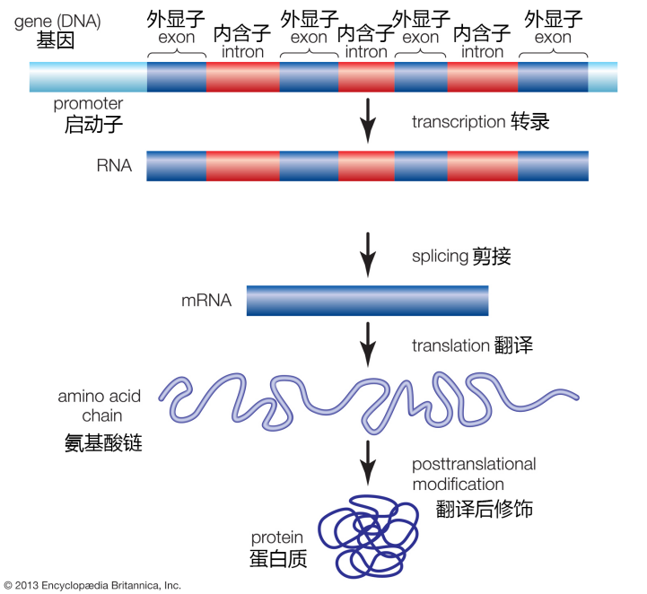 单基因遗传病的克星——全外显子组测序，送检时需注意→